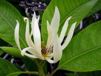 《饕餮与水蜜桃》沈峙唐青